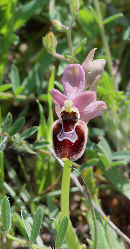 Ophrys del Gargano identificazione